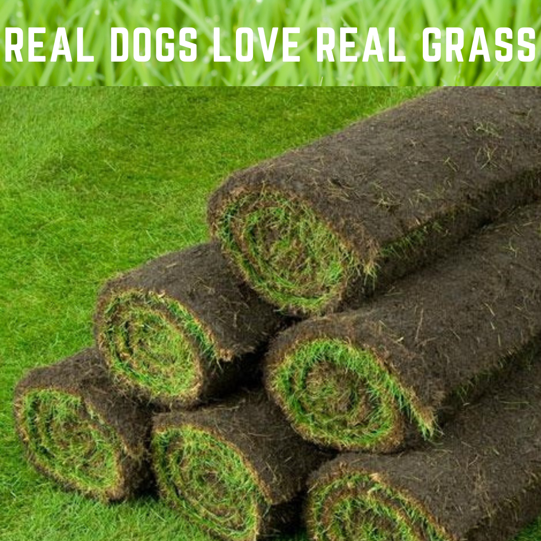 Real grass for online dog potty