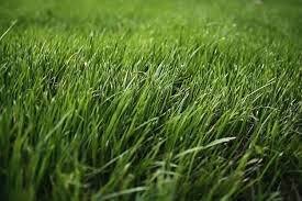 What is Dog Grass? How does it work?