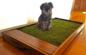 Small dog using his grass pet potty