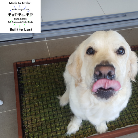 A NAUGHTY LABRADOR IN RUNAWAY BAY NEEDS THE SAGE CAGE TO HELP 